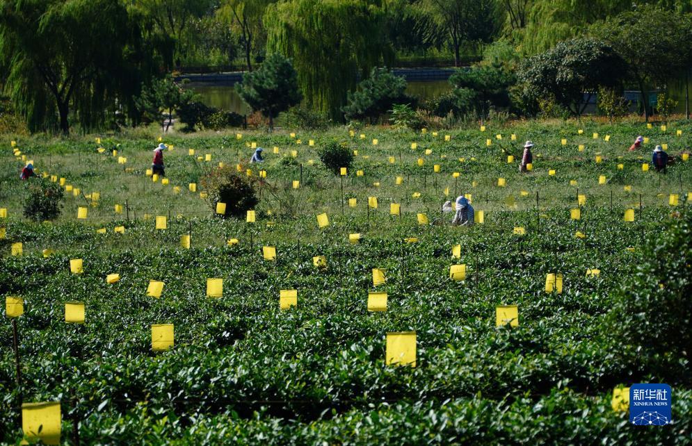 宝马 棋牌